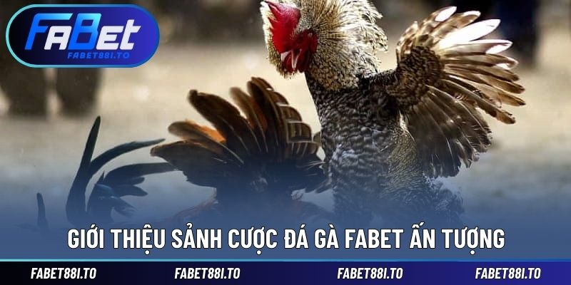 Giới thiệu cơ bản sảnh đá gà ấn tượng tại đây